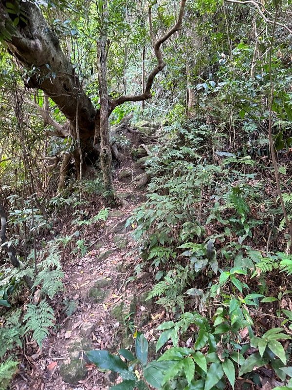 kinmenmt3417-rotated-e1664723394455 大溪-金面山 全程林蔭遮蔽 攀爬不斷很有趣