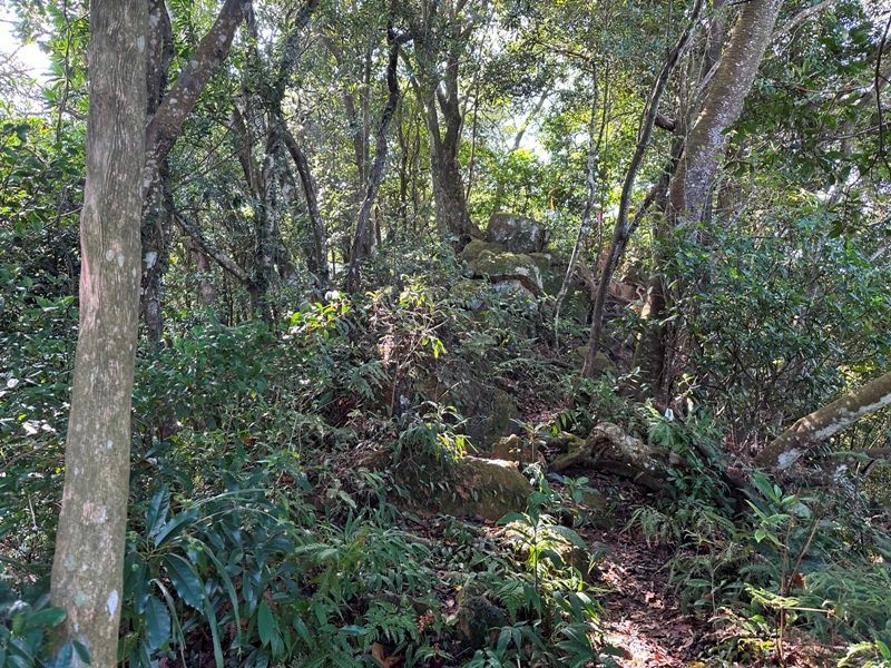kinmenmt3421 大溪-金面山 全程林蔭遮蔽 攀爬不斷很有趣