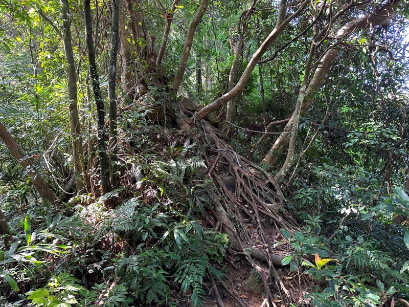 kinmenmt3422 大溪-金面山 全程林蔭遮蔽 攀爬不斷很有趣