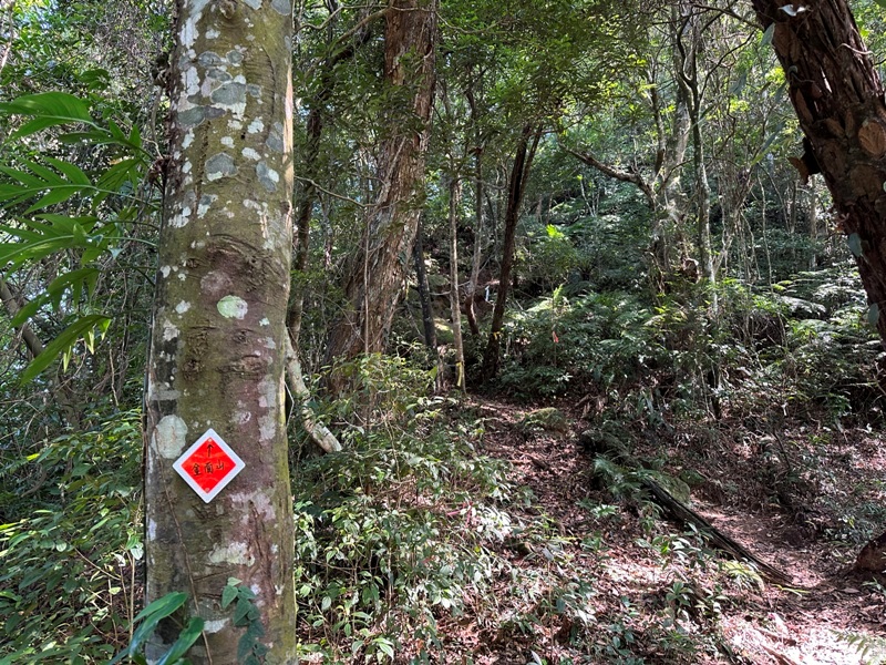 kinmenmt3426 大溪-金面山 全程林蔭遮蔽 攀爬不斷很有趣