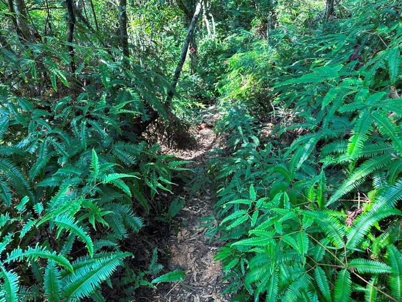 kinmenmt3429 大溪-金面山 全程林蔭遮蔽 攀爬不斷很有趣