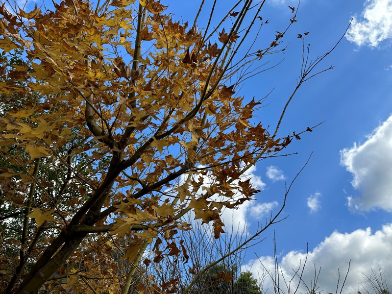 urayama04 士林-Merci裏山 陽明山溫室中竟有日式復古小店