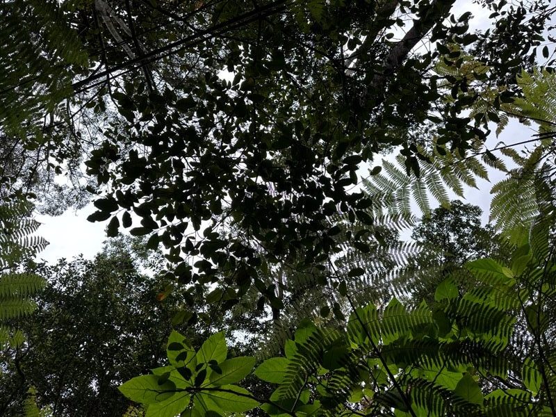 penanghill27-rotated-e1675871746273 Penang-升旗山 百年纜車森林咖啡 盡在檳島最高峰