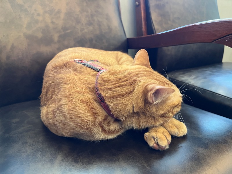 cafeasusual14 台中南區-如常所在 老宅新生 日式輕鬆氣氛 喵星人當家