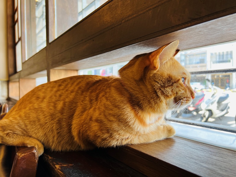 cafeasusual16 台中南區-如常所在 老宅新生 日式輕鬆氣氛 喵星人當家