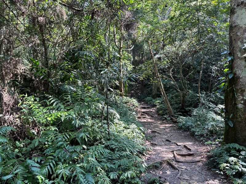 fivefingers08 五峰-五指山 美哉五指連峰