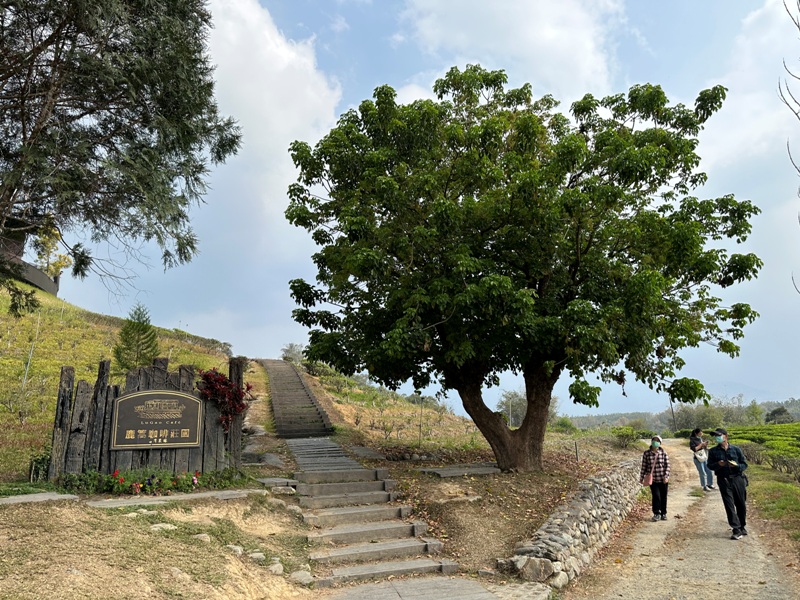 lugaocafe17101 魚池-鹿篙咖啡 茶園配遠山 一杯咖啡度午後