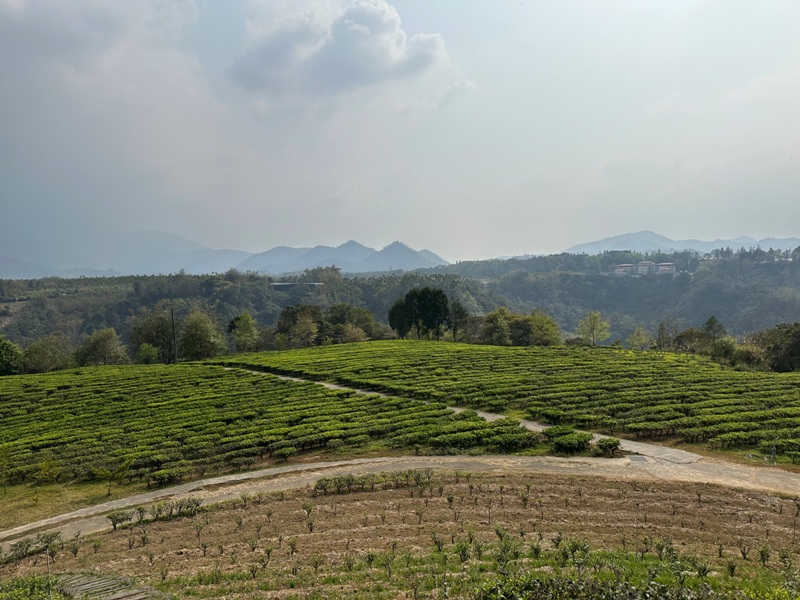 lugaocafe17104 魚池-鹿篙咖啡 茶園配遠山 一杯咖啡度午後