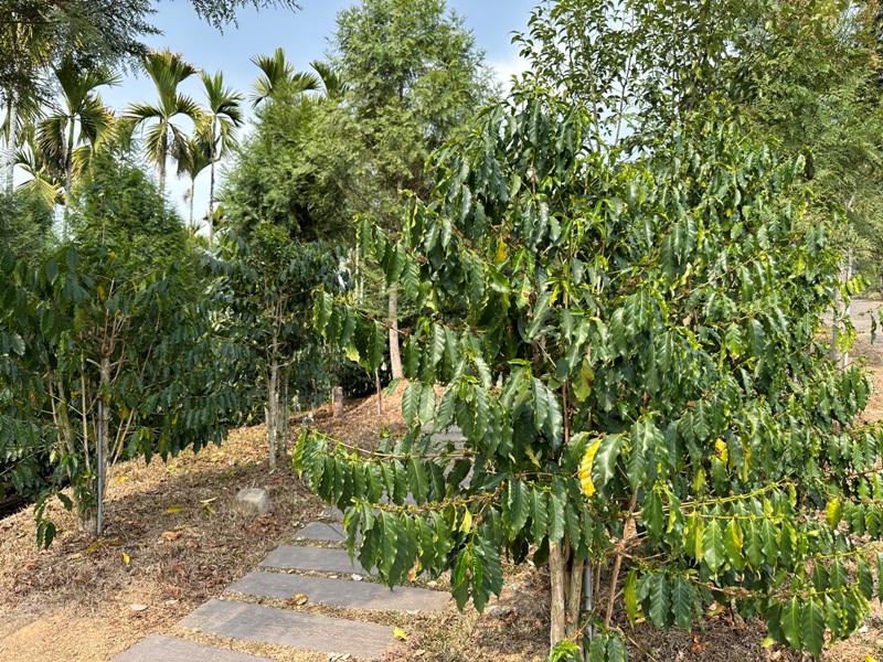 lugaocafe17107 魚池-鹿篙咖啡 茶園配遠山 一杯咖啡度午後