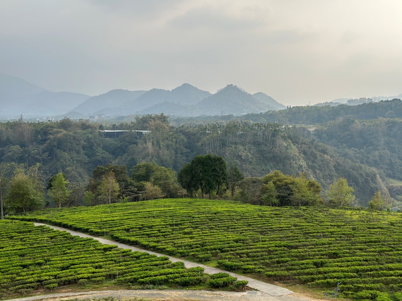 lugaocafe17120 魚池-鹿篙咖啡 茶園配遠山 一杯咖啡度午後