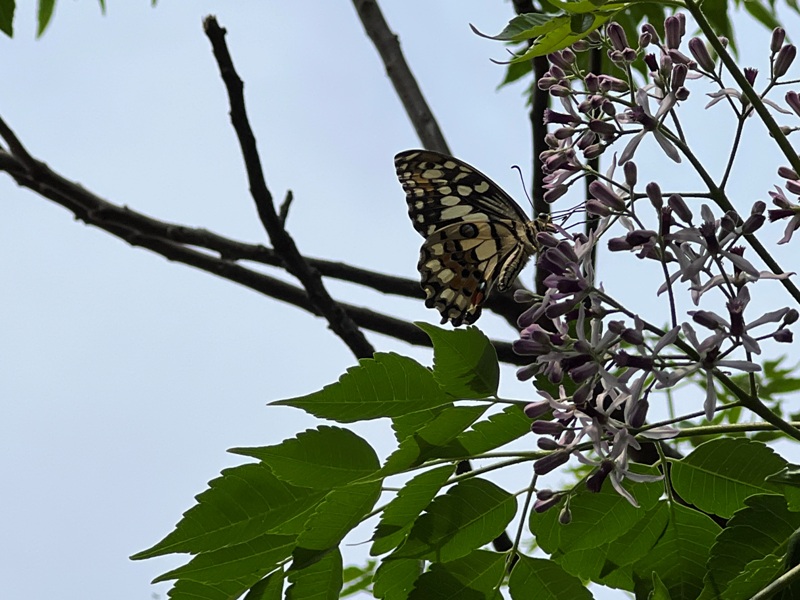 shuitien42 台南北區-水天 百年老宅日式庭院 愜意享受老台南