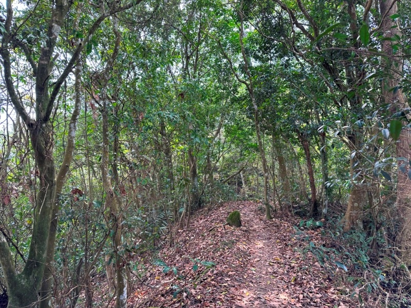 shadowmt0110 太平-暗影山 好遠...但好輕鬆 15分鐘完登