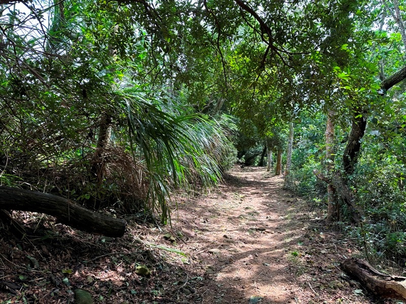 feifong10114 芎林-飛鳳山中坑山大板根 秋高氣爽最好的活動
