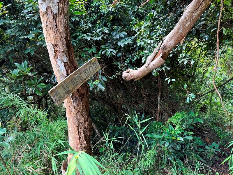 feifong10123 芎林-飛鳳山中坑山大板根 秋高氣爽最好的活動