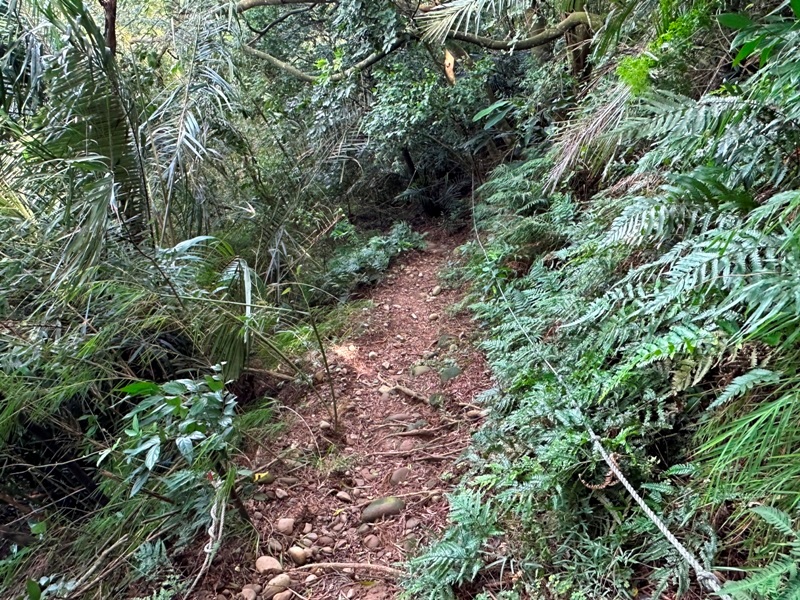 feifong10127 芎林-飛鳳山中坑山大板根 秋高氣爽最好的活動