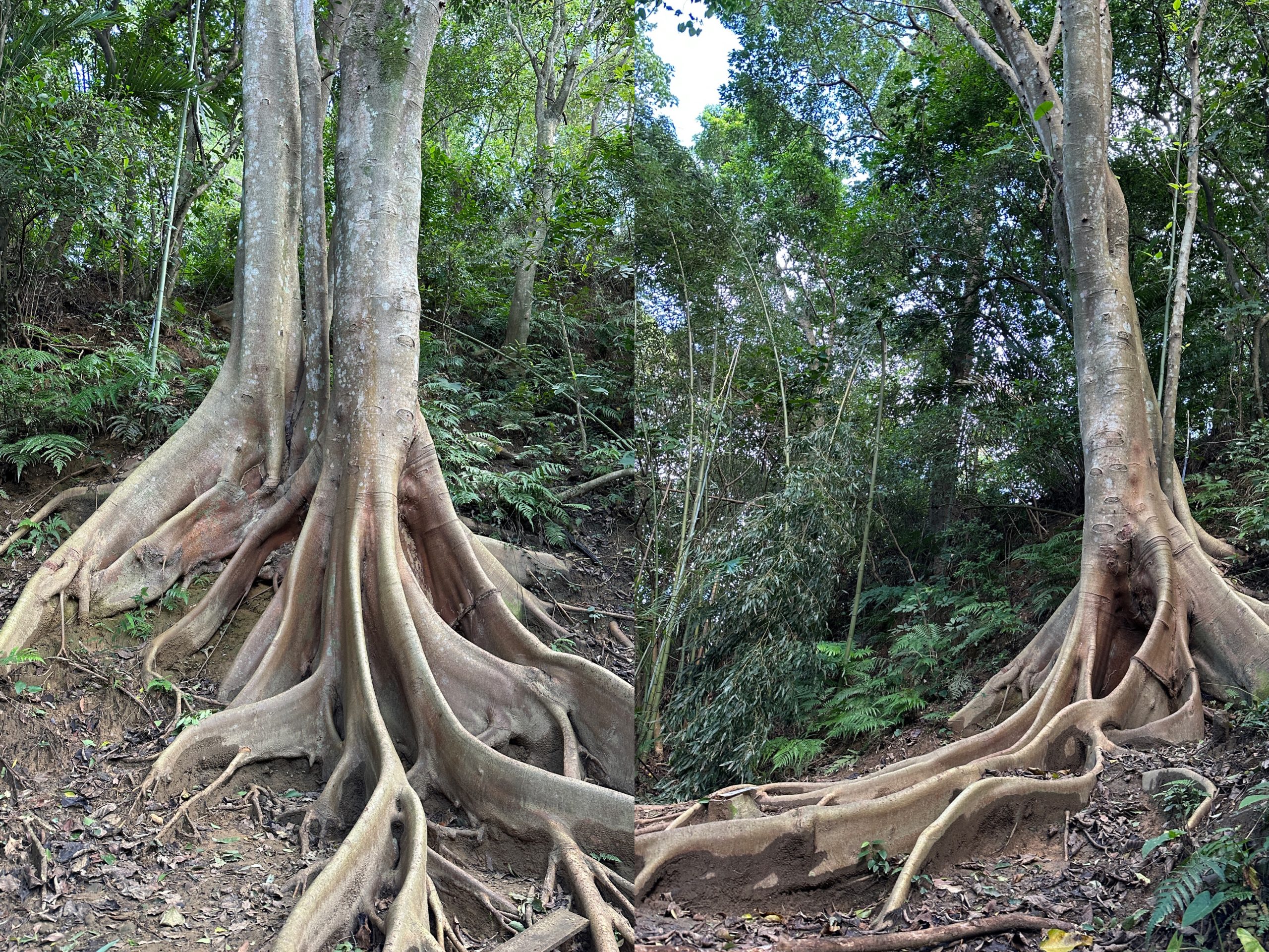 feifong10131-scaled 芎林-飛鳳山中坑山大板根 秋高氣爽最好的活動