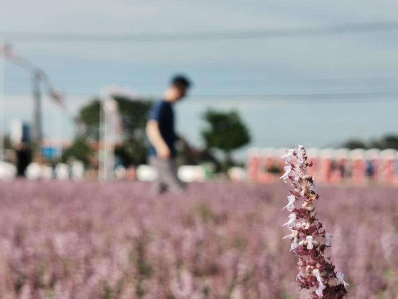 bedofflower29 楊梅-好窩有花 楊梅故事館老宅會說故事