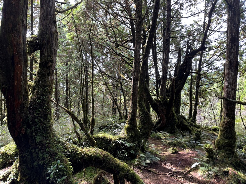 cueifong32 大同-噓! 請安靜 最安靜的步道賞最美的翠峰湖