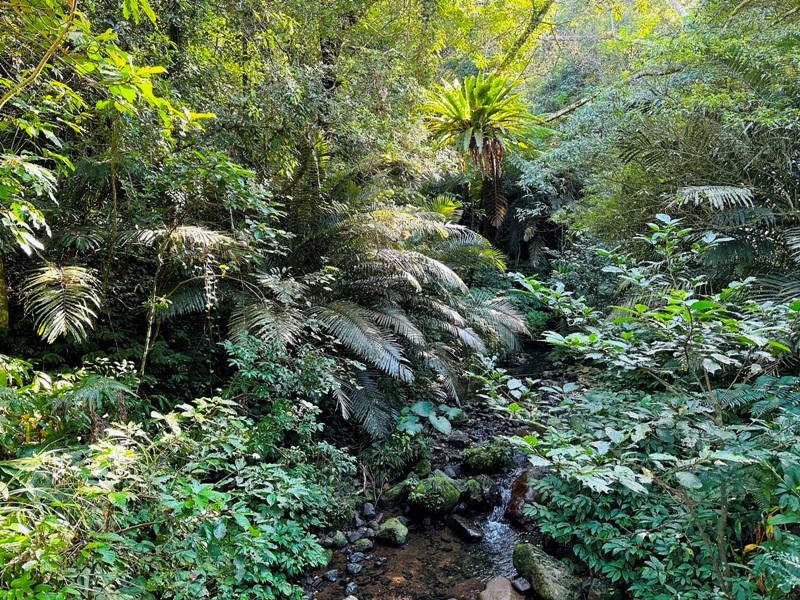 dragonride07 橫山-騎龍古道 簡單但有點冷門 搭配產業道路走的好愜意