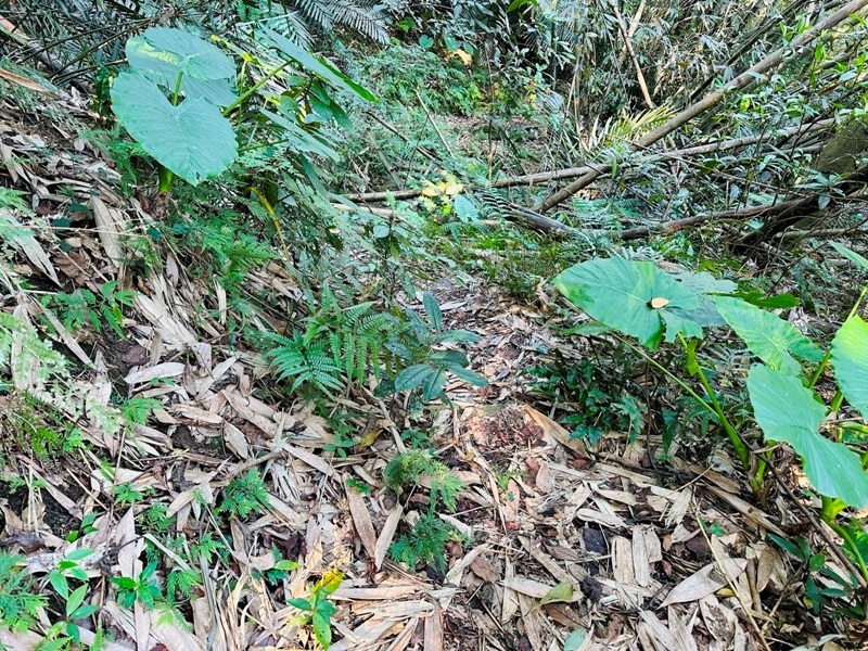 dragonride08 橫山-騎龍古道 簡單但有點冷門 搭配產業道路走的好愜意