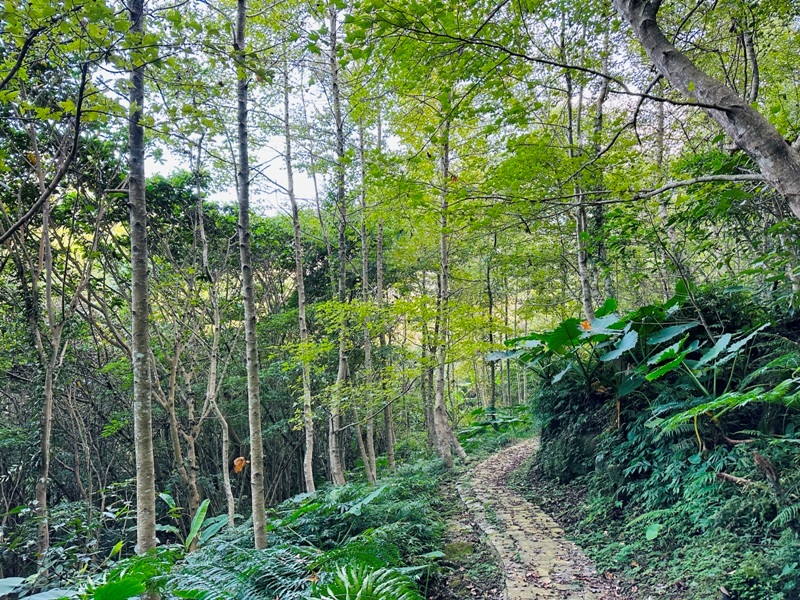 dragonride09 橫山-騎龍古道 簡單但有點冷門 搭配產業道路走的好愜意