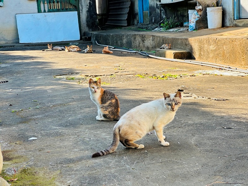 dragonride15 橫山-騎龍古道 簡單但有點冷門 搭配產業道路走的好愜意