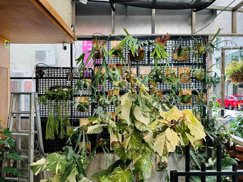 juejuecafe100108-jpeg 新竹-蕨蕨植栽咖啡 輕聲細語享受綠意與咖啡