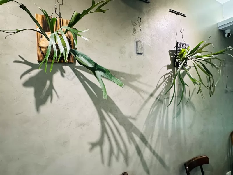 juejuecafe100114-jpeg 新竹-蕨蕨植栽咖啡 輕聲細語享受綠意與咖啡