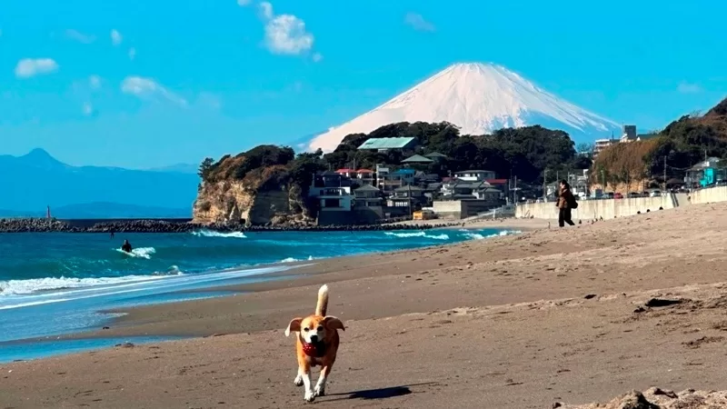 billss0717-jpeg Shichirigahama-陽光沙灘富士山與bills的鬆餅 七里ガ浜海岸一次給你