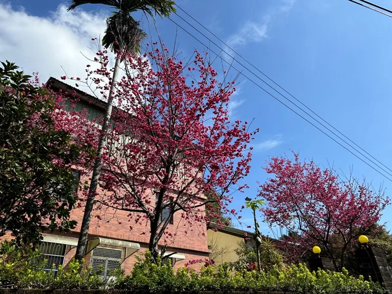 dadong08-jpg 龜山-山佳/大棟山/樹林 春暖花開走起來