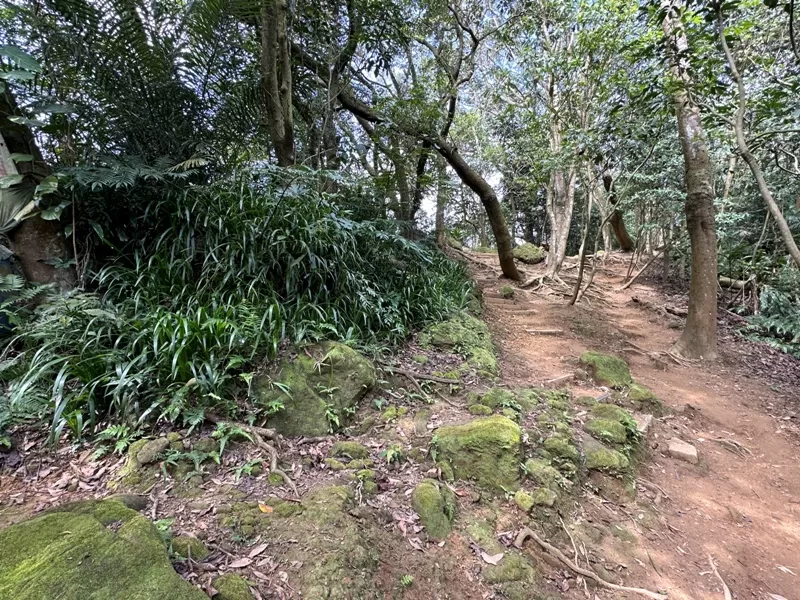 dadong22-jpg 龜山-山佳/大棟山/樹林 春暖花開走起來