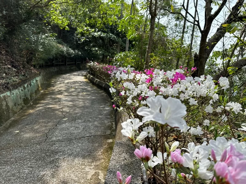 juxin22-jpg 潭子-聚興山 新田步道 春暖花開走起來