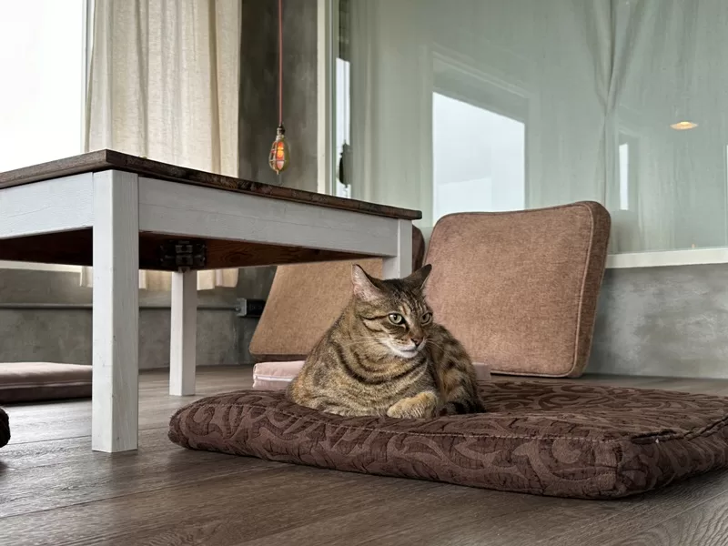 webeach1210124-jpg 三芝-我們在海邊 海景第一排 開闊舒適...甜點好吃