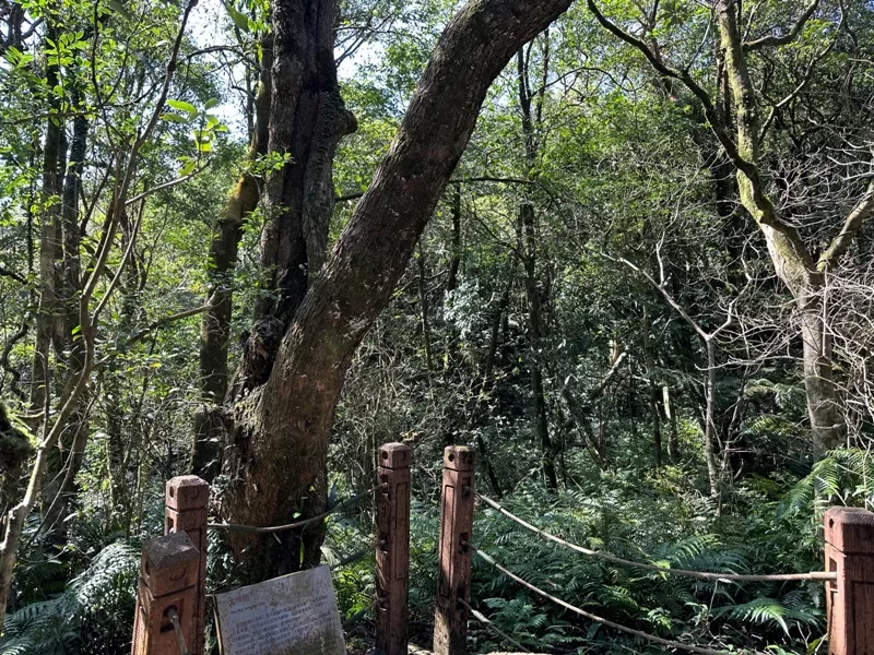 xindienlionhead15-jpg 新店-獅仔頭山 驚險崖梯輕鬆走