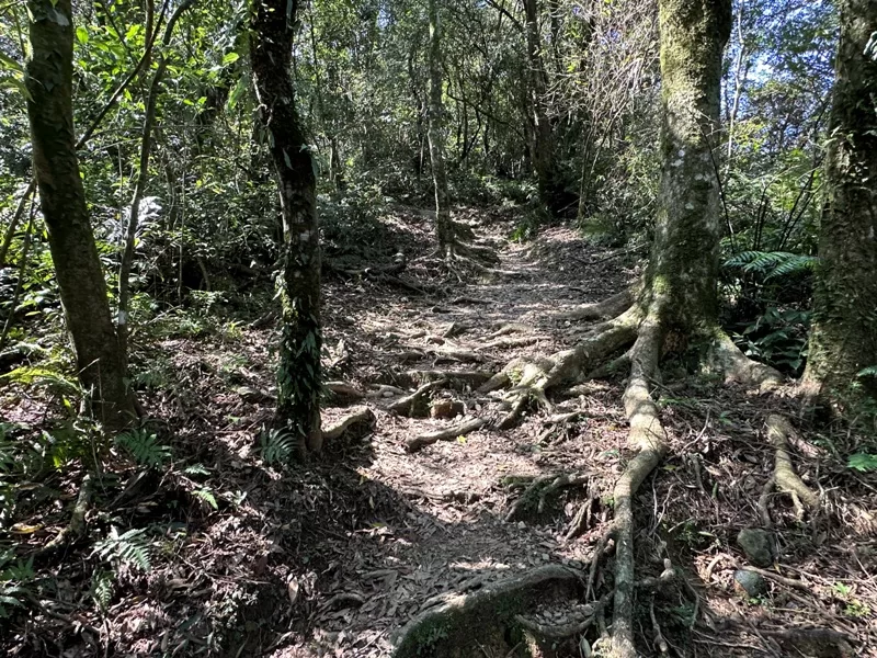 xindienlionhead16-jpg 新店-獅仔頭山 驚險崖梯輕鬆走