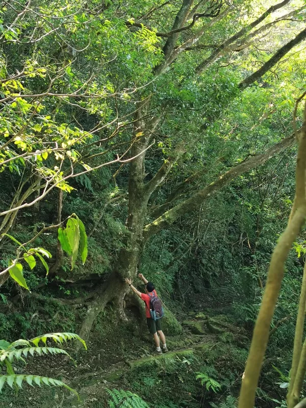 xindienlionhead21-jpg 新店-獅仔頭山 驚險崖梯輕鬆走
