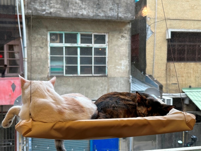 catisland12 新竹北區-貓嶼 有貓星人作伴 咖啡更好喝甜點更可口