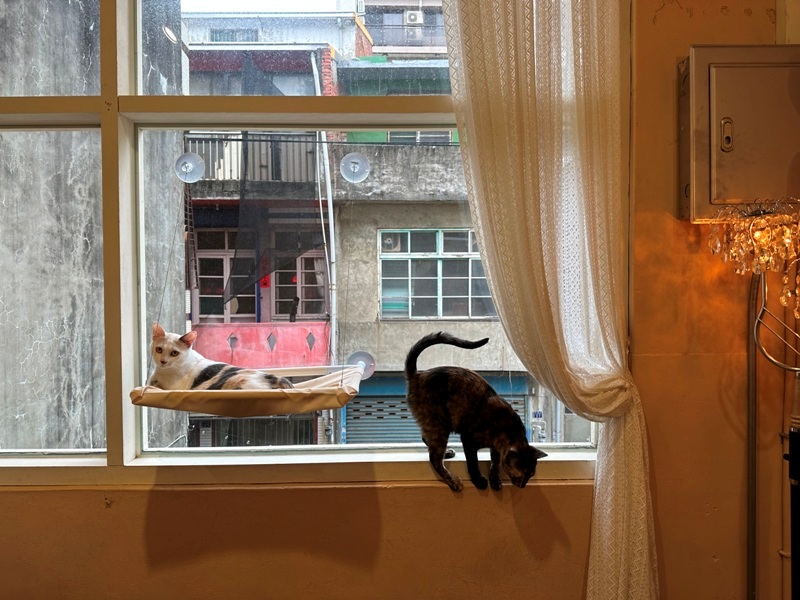 catisland13 新竹北區-貓嶼 有貓星人作伴 咖啡更好喝甜點更可口