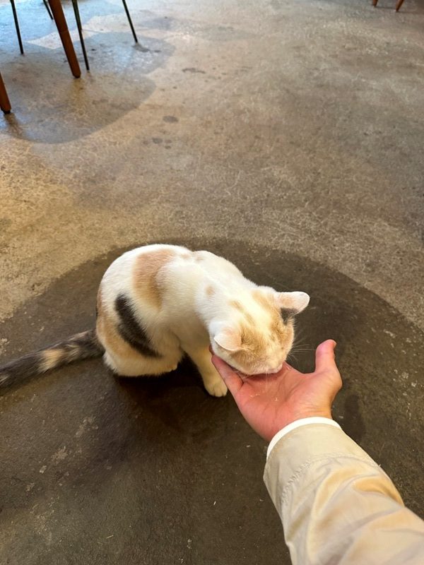 catisland17-rotated 新竹北區-貓嶼 有貓星人作伴 咖啡更好喝甜點更可口