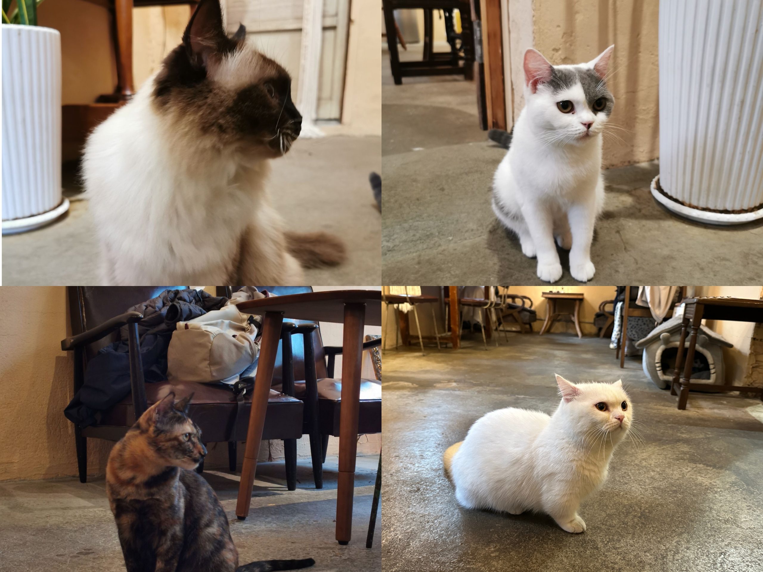 catisland18-scaled 新竹北區-貓嶼 有貓星人作伴 咖啡更好喝甜點更可口