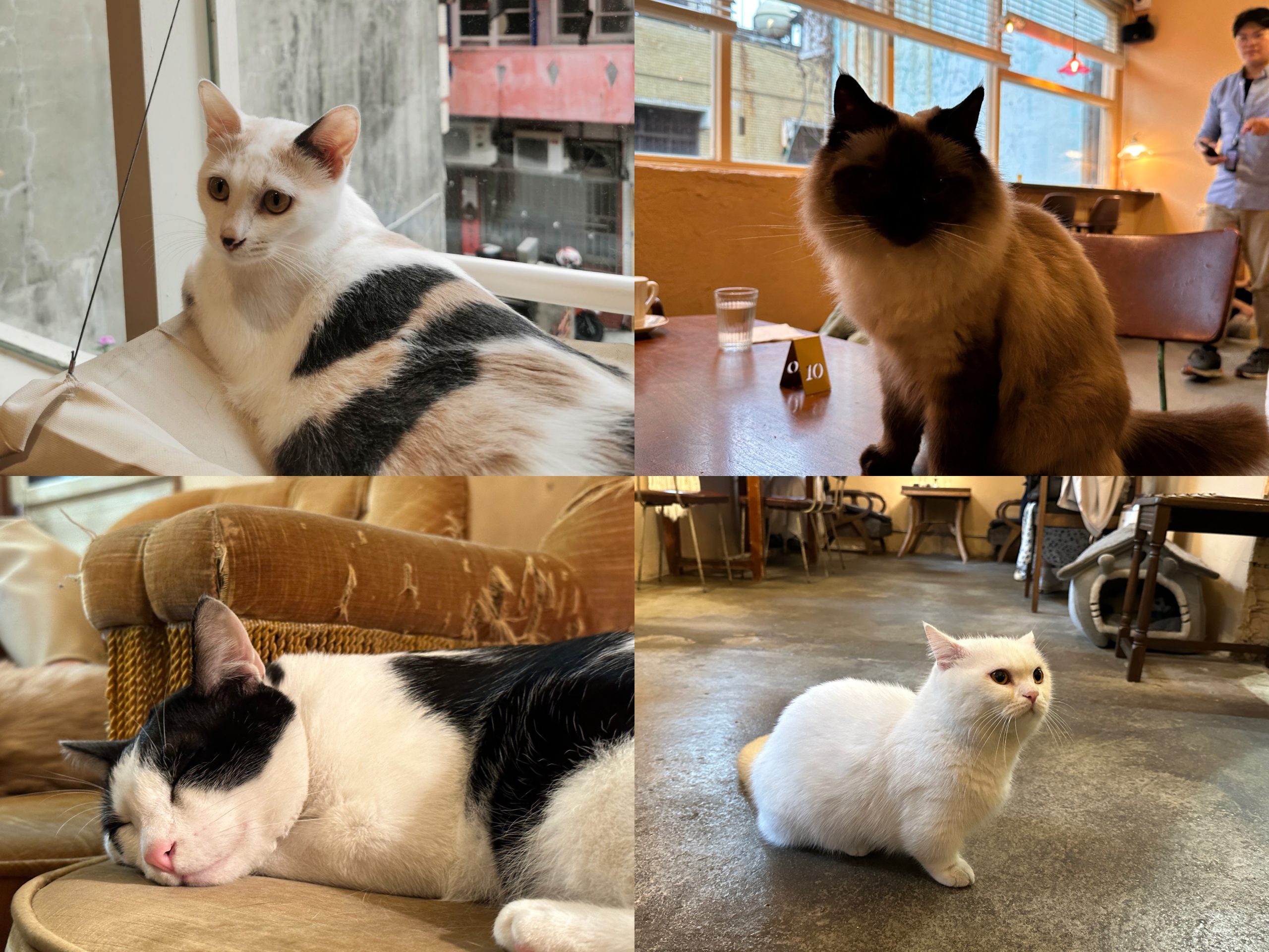 catisland19-scaled 新竹北區-貓嶼 有貓星人作伴 咖啡更好喝甜點更可口