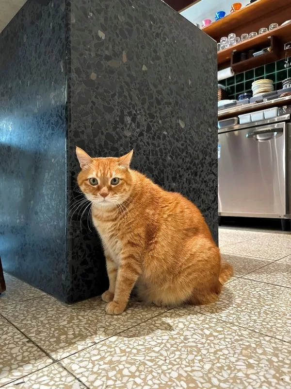 haocoffee14-jpeg 社頭-豪珈琲 襪子故鄉的老宅日式風咖啡館