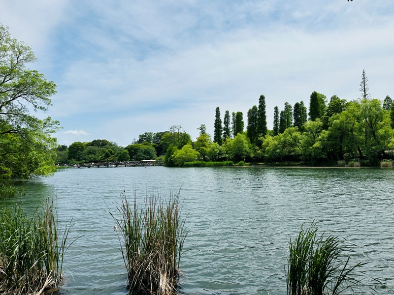 Kichiioji05 Kichijoji-風和日麗 初春綠意美不勝收在井之頭公園