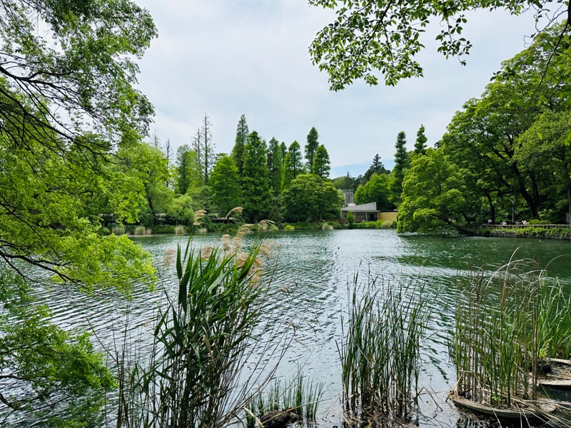 Kichiioji06 Kichijoji-風和日麗 初春綠意美不勝收在井之頭公園