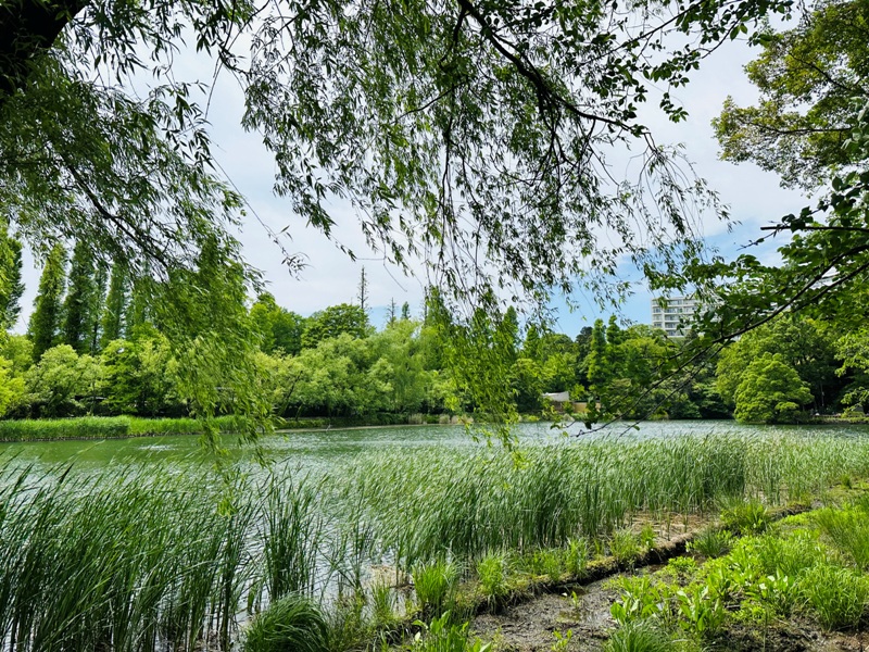 Kichiioji07 Kichijoji-風和日麗 初春綠意美不勝收在井之頭公園