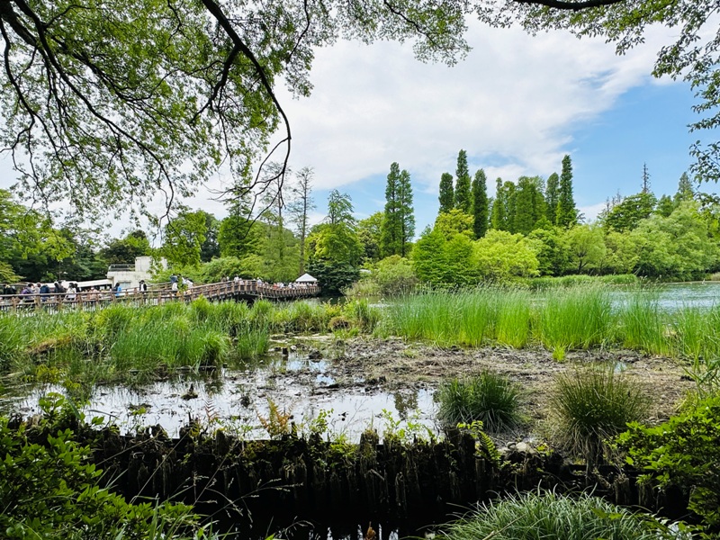 Kichiioji09 Kichijoji-風和日麗 初春綠意美不勝收在井之頭公園