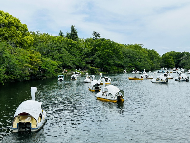Kichiioji10 Kichijoji-風和日麗 初春綠意美不勝收在井之頭公園