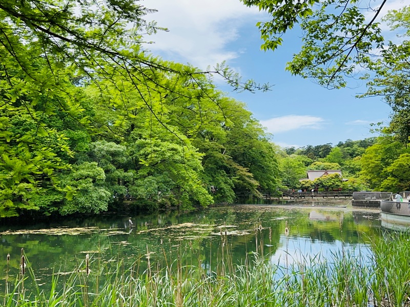 Kichiioji11 Kichijoji-風和日麗 初春綠意美不勝收在井之頭公園