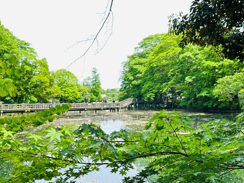 Kichiioji18 Kichijoji-風和日麗 初春綠意美不勝收在井之頭公園