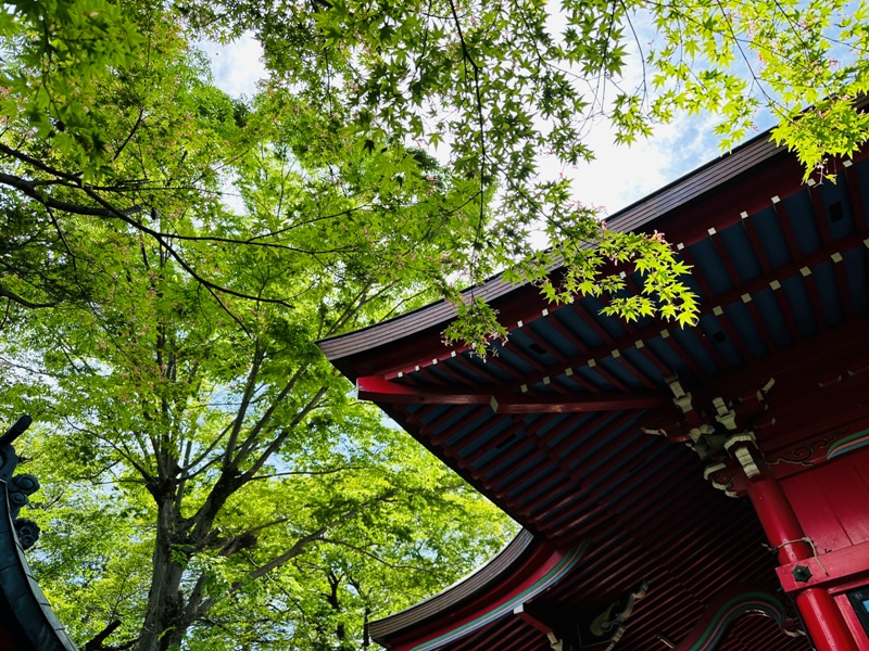 Kichiioji19 Kichijoji-風和日麗 初春綠意美不勝收在井之頭公園